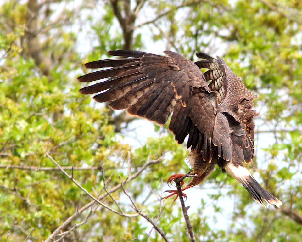 209 - SNAIL KITE (2-27-13) adult, sarasota  co, fl  (13)