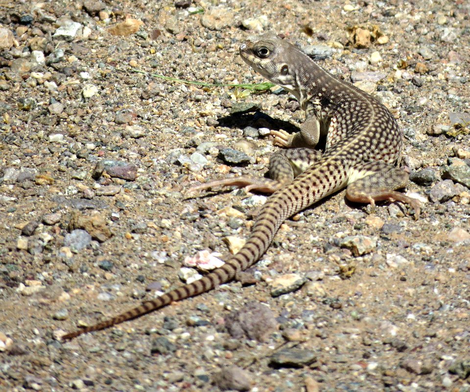 DESERT IGUANA (Dipsosaurus dorsalis)(4-7-2020) just north of the algodones sand dunes along rte 78, imperial co, ca -02