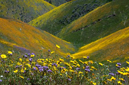 CALIENTE PEAK WILDFLOWERS-92