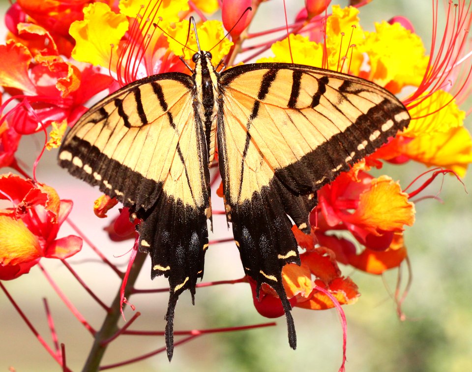 TWO-TAILED SWALLOWTAIL (Papilio multicaudata) (8-9-12) 78 circulo montana, patagonia lake ranch estates, scc, az -02