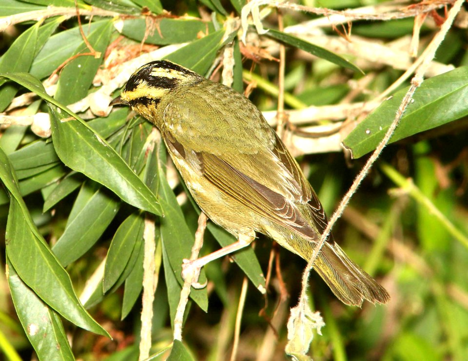 797 - WORM-EATING WARBLER (4-19-12) convention center, south padre island, tx  (5)
