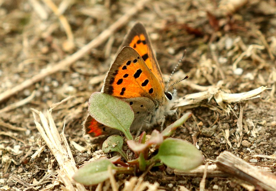 COPPER, AMERICAN (Lycaena phlaeas) (9-30-2018) cape elizabeth, cumberland co, me -08