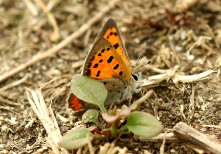 COPPER, AMERICAN (Lycaena phlaeas) (9-30-2018) cape elizabeth, cumberland co, me -08