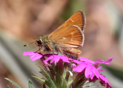 SKIPPER, SNOW'S (Paratrytone snowi) (7-9-2020) upper hospital flats, mt graham, pinaleno mts, graham co, az -01