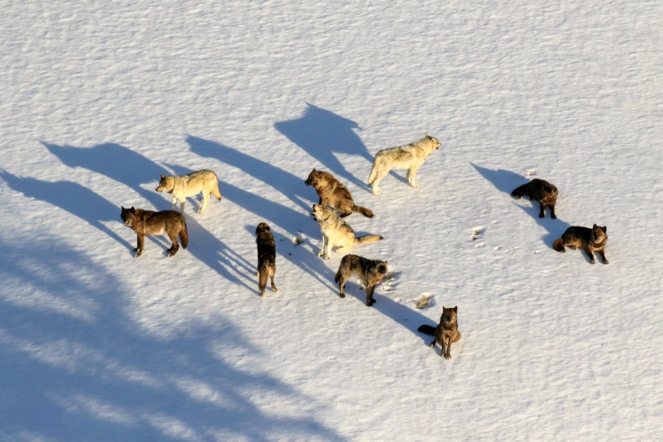 Junction Butte Pack photographed from a fixed-wing during wolf study