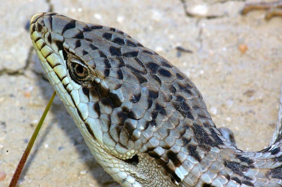 09-034 Alligator Lizard (Elegaria multicarinata) slo co, ca -4