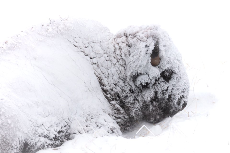 A snow-covered bison resting in a winter storm