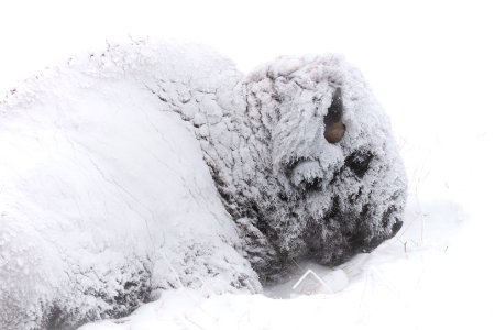 A snow-covered bison resting in a winter storm photo