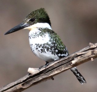 520 - GREEN KINGFISHER (1-17-13) 1 mile north of Rio Rico Dr, scc, az -01a (4)