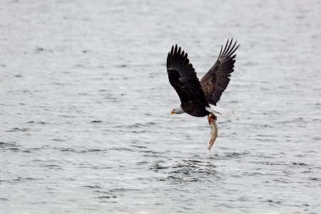 Bald Eagle fishing on Yellowstone Lake (2)