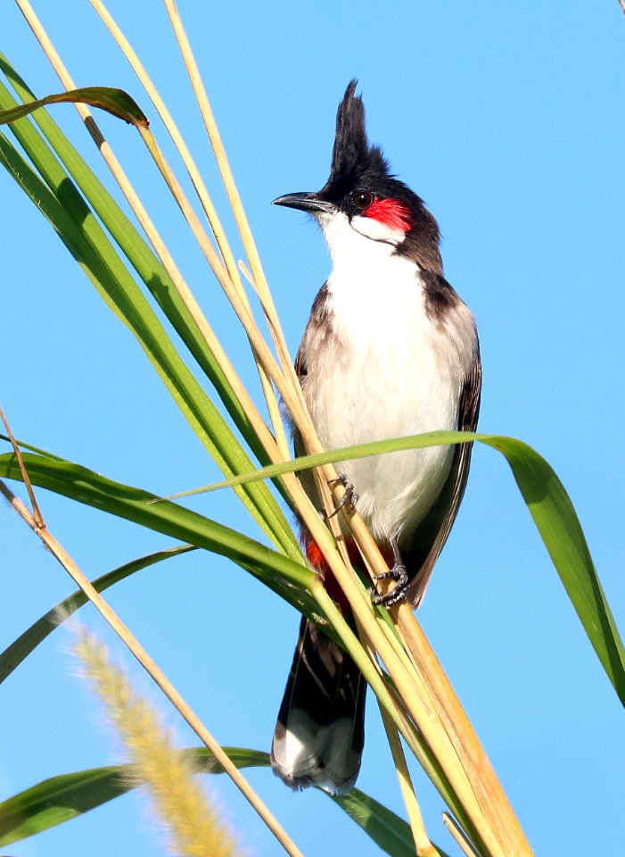 706 - RED-WHISKERED BULBUL (1-7-2020) pineland park, south miami, miami-dade co, fl -12