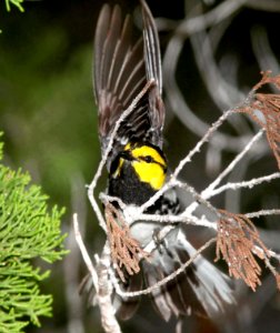842 - GOLDEN-CHEEKED WARBLER (5-2-12) south of rocksprings, edwards co, tx  (3)