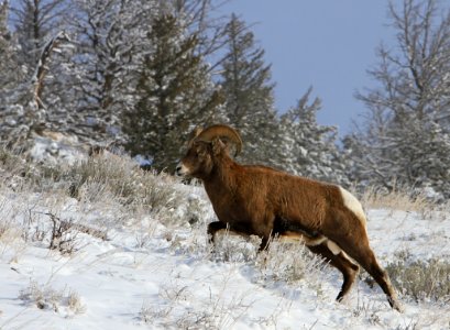 Bighorn sheep ram photo