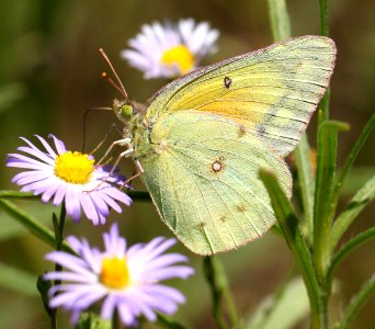 SULPHUR, ORANGE (Colias eurythreme) (8-2-12) san rafael grassland, scc, az -01
