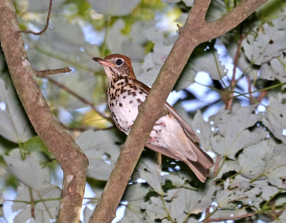 746 - WOOD THRUSH (6-10-2017) howell woods learning center, johnston co, nc -01 (4)
