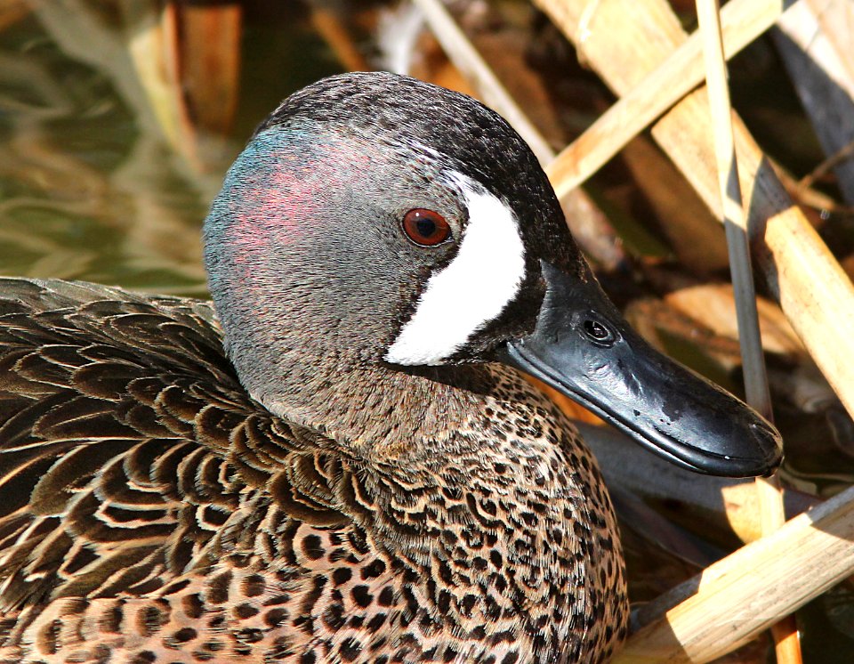 032 - BLUE-WINGED TEAL (3-26-13) mustang island, nueces co, tx  (5)