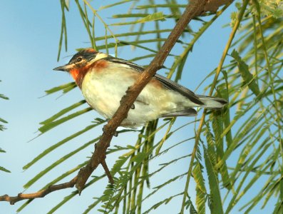 827 - BAY-BREASTED WARBLER (4-26-2019) convention center, south padre island, cameron co, tx -04 photo