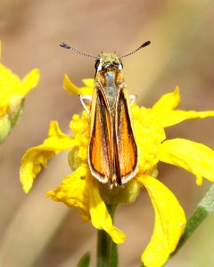 SKIPPERLING, EDWARD'S (Oarisma edwardsii) (7-7-2020) 7530 ft, sawmill spring, carr peak area, huachuca mts, cochise co, az -03