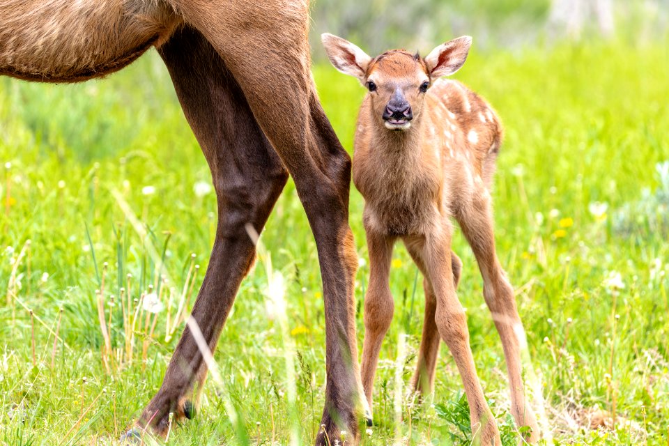 Elk calf stays close to its mother