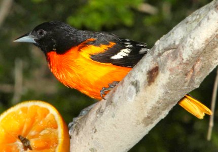 951 - BALTIMORE ORIOLE (4-19-12) convention center, south padre island, tx (2)