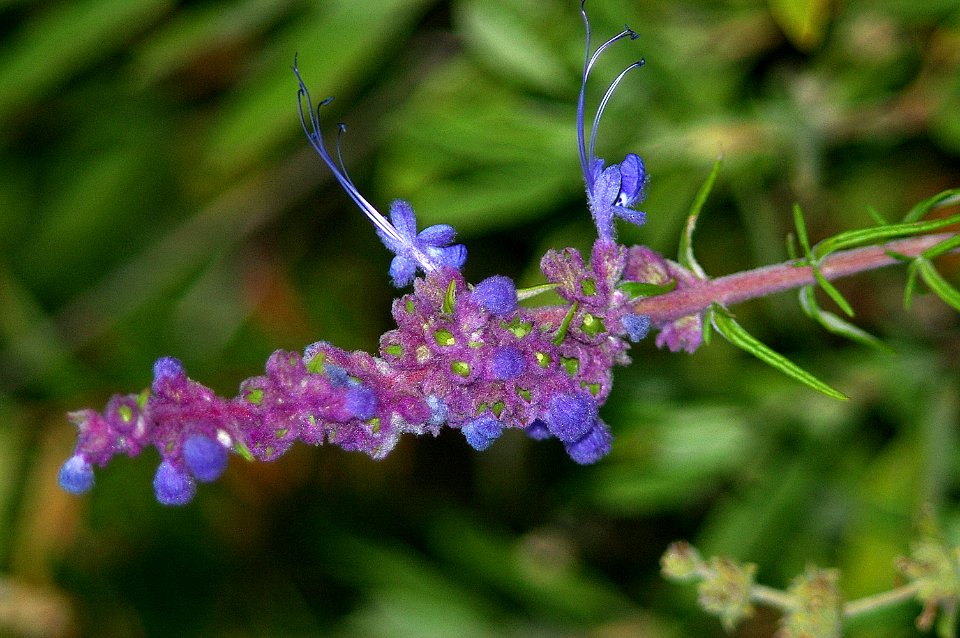 WOOLY BLUE CURLS (trichostema lantanum) (7-2-06) Cuesta Ridge, SLO CO, CA