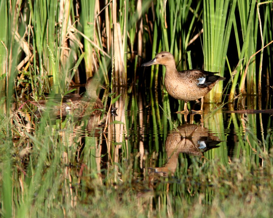 TEAL, CINNAMON (9-30-10) pat lake state park, scc, az -01