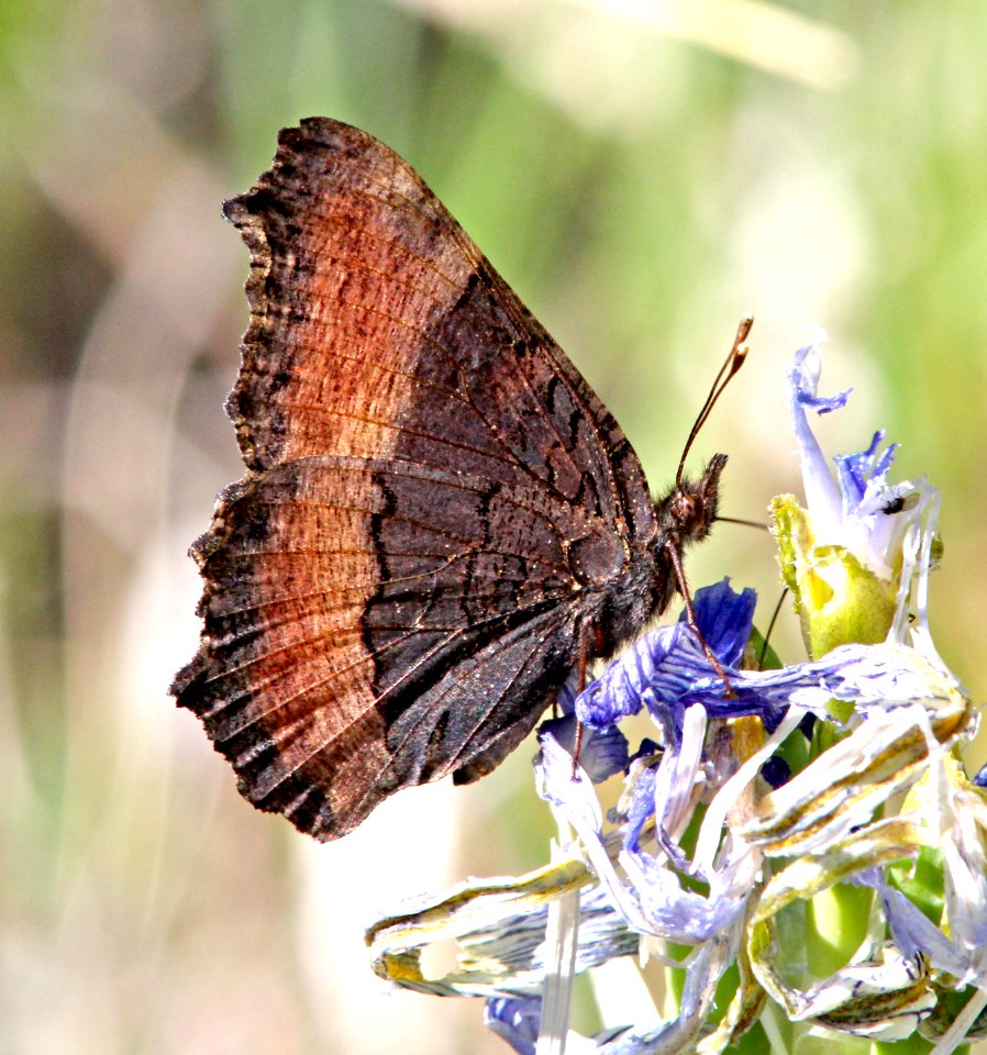 TORTOISESHELL, MILBERT'S (Aglais milberti) (6-14-13) 8500 ft, alpine divide c g, 4 m south of alpine, apache co, az -04