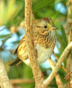 893 - LINCOLN'S SPARROW (4-27-2019) convention center, south padre island, cameron co, tx -01