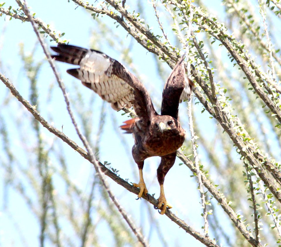 230 - RED-TAILED HAWK (9-10-12) intermediate or red phase, california gulch, scc, az  (6)
