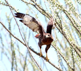 230 - RED-TAILED HAWK (9-10-12) intermediate or red phase, california gulch, scc, az  (6)