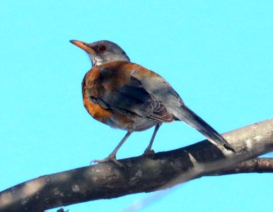 755 - RUFOUS-BACKED ROBIN (2-5-2018) south of santa gertrudis lane, tumacacori, santa cruz co, az -01 - Copy