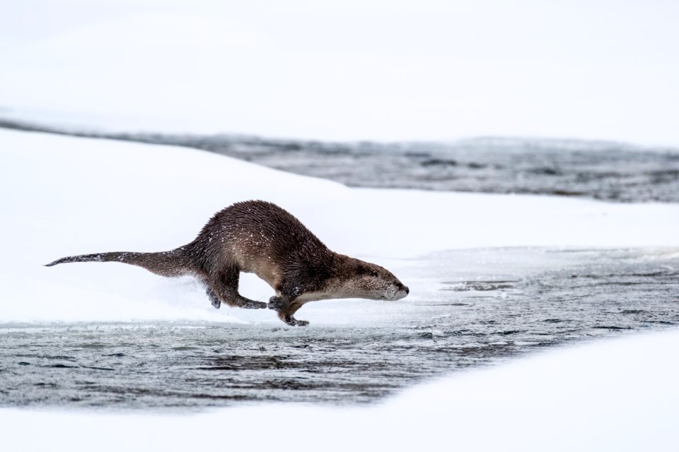 River otter dive sequence (1)