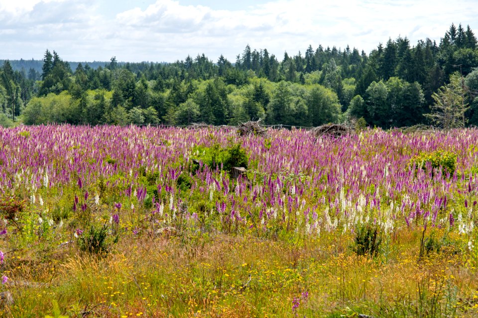 2019-6 Foxglove Farm-3748
