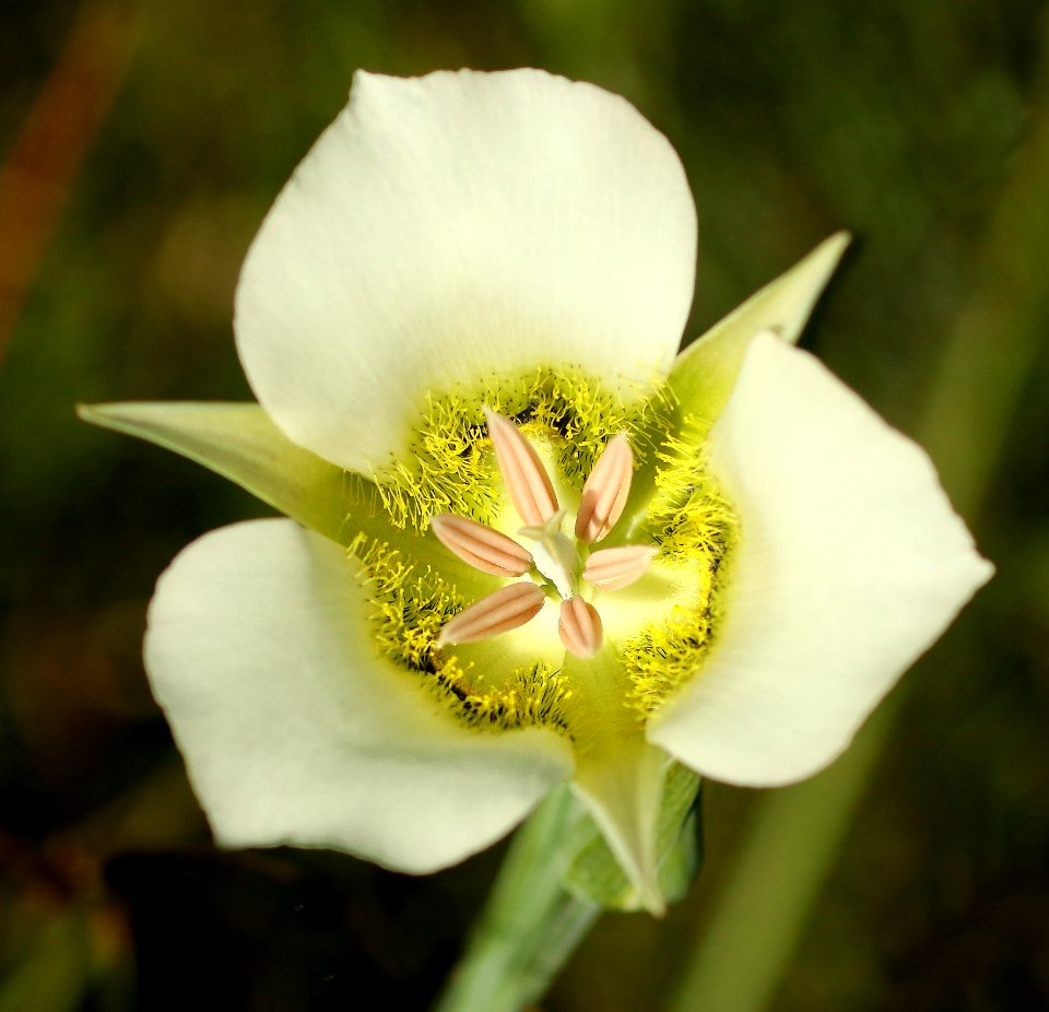 FLOWER (7-19-2019) 5400 ft, emerald lake c g,west rosebud road, custer-gallatin nat for, stillwater co, mt -15