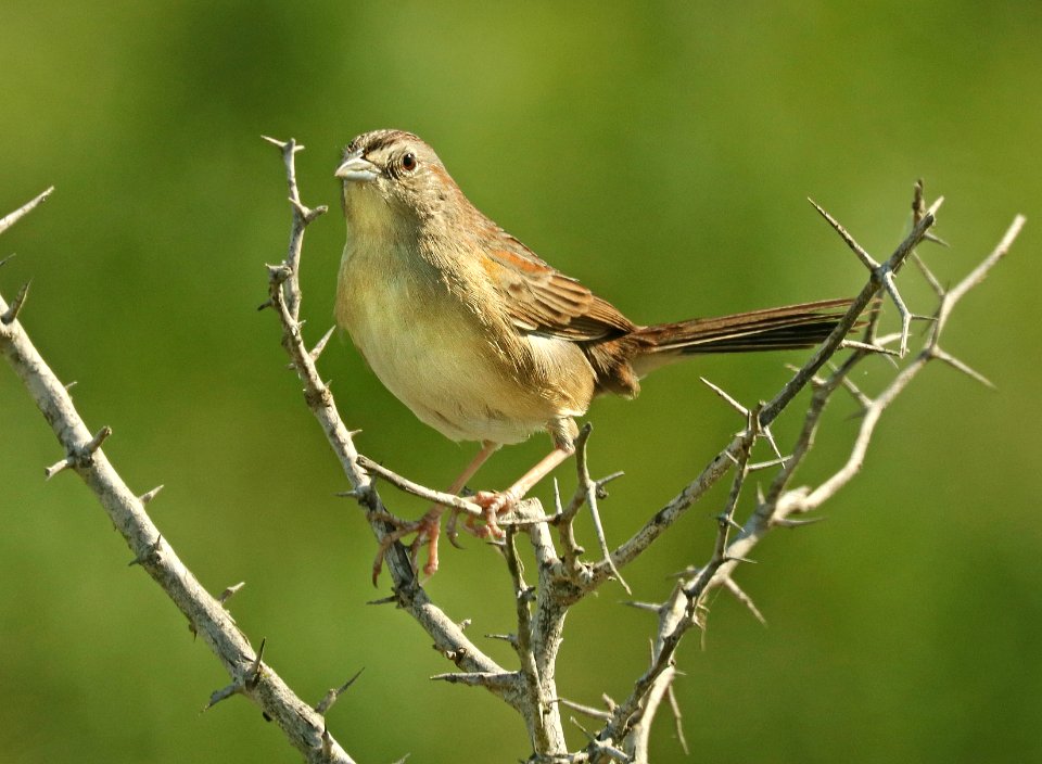 867 - BOTTERI'S SPARROW (4-25-2019) texana subspecies, palo alto battlefield nat historic site, cameron co, tx (5)