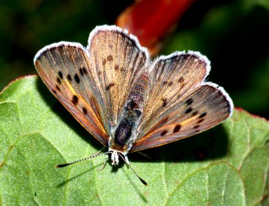 COPPER, BLUE (lycaena heteronia) (8-7-08) fem, blanco creek, co  (1)