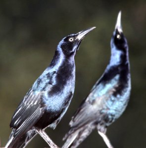 939 - GREAT-TAILED GRACKLE (12-12-10) patagonia lake, scc, az  (2)