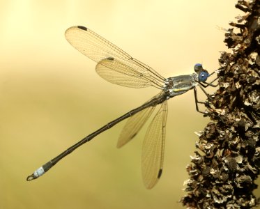 SPREADWING, GREAT (Archilestes grandis) (10-3-2019) rte 59, bradshaw mts, yavapai mts, az -01