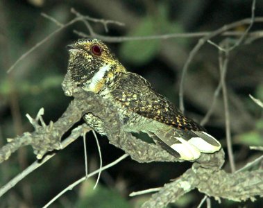 480 - MEXICAN WHIP-POOR-WILL (5-26-14) sunny flats c g, cave creek, cochise co, az -01 - Copy