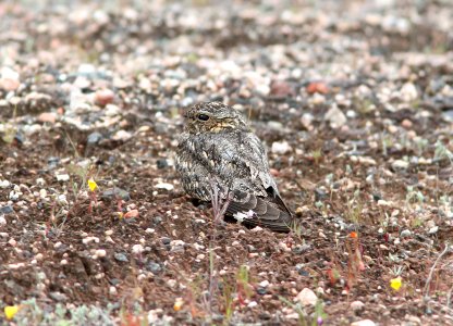 472 - LESSER NIGHTHAWK (4-22-10) porno wash, carrizo plain nat monslo co, ca (1)