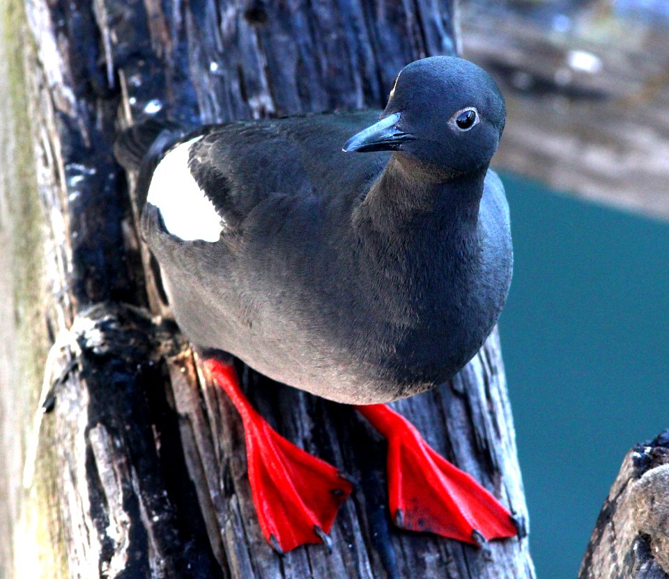 405 - PIGEON GUILLEMOT (6-24-2014) san simeon pier, slo co, ca  (7)