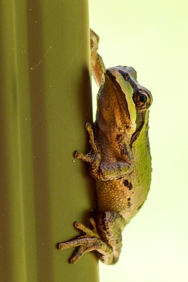 Green frog amphibian