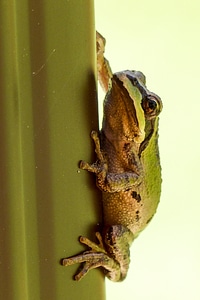 Green frog amphibian photo