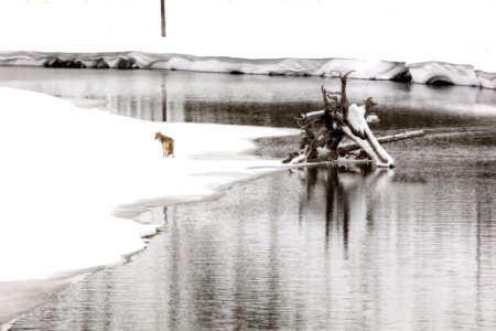 Coyote searching for food along the Madison River photo