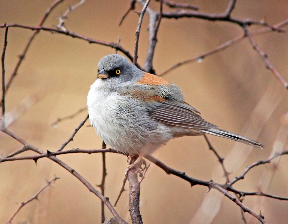 900 - YELLOW-EYED JUNCO (1-10-10) sunny flats c g, cave creek, cochise co, az (2)