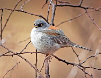 900 - YELLOW-EYED JUNCO (1-10-10) sunny flats c g, cave creek, cochise co, az (2)