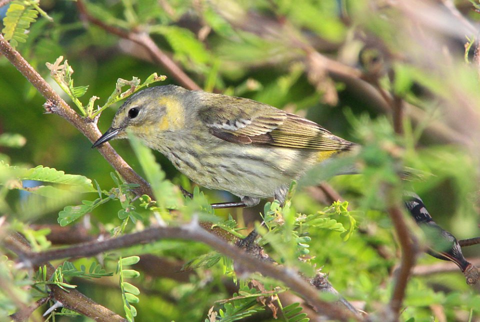 822 - CAPE MAY WARBLER (4-30-14) key west, monroe co, fl -04 female