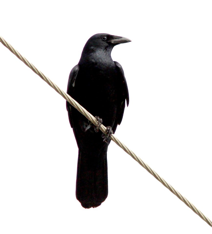 651 - FISH CROW (2-23-13) osceola co, fl  (5)