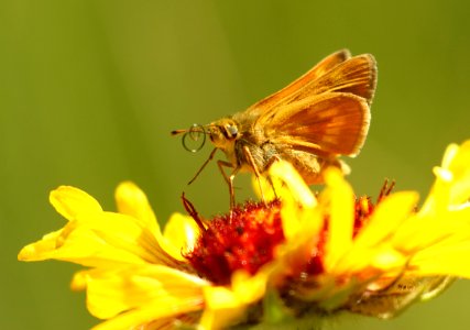 SKIPPER, LONG DASH (Polites mystic) (7-20-2019) 6300 ft, emerald lake c g, custer-gallatin nat forest,  -05