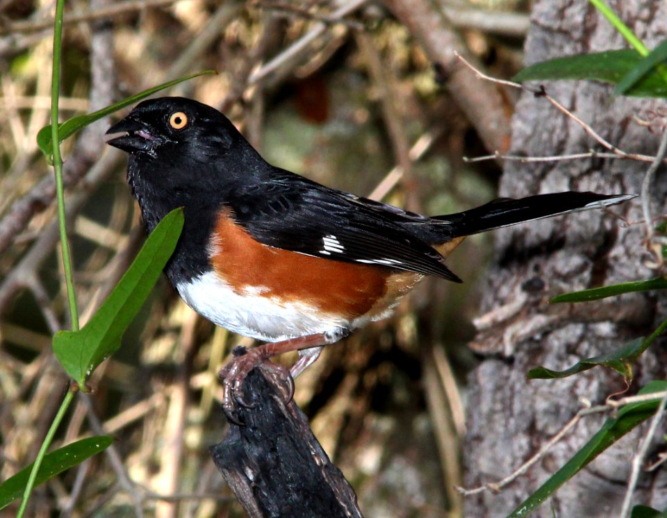 861 - EASTERN TOWHEE (2-24-13) kissimmee lake state park, osceola co, fl